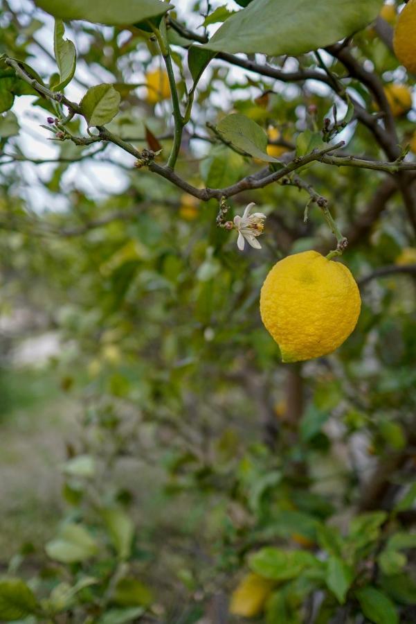 Grape Datca Hotell Kızlanköy Exteriör bild