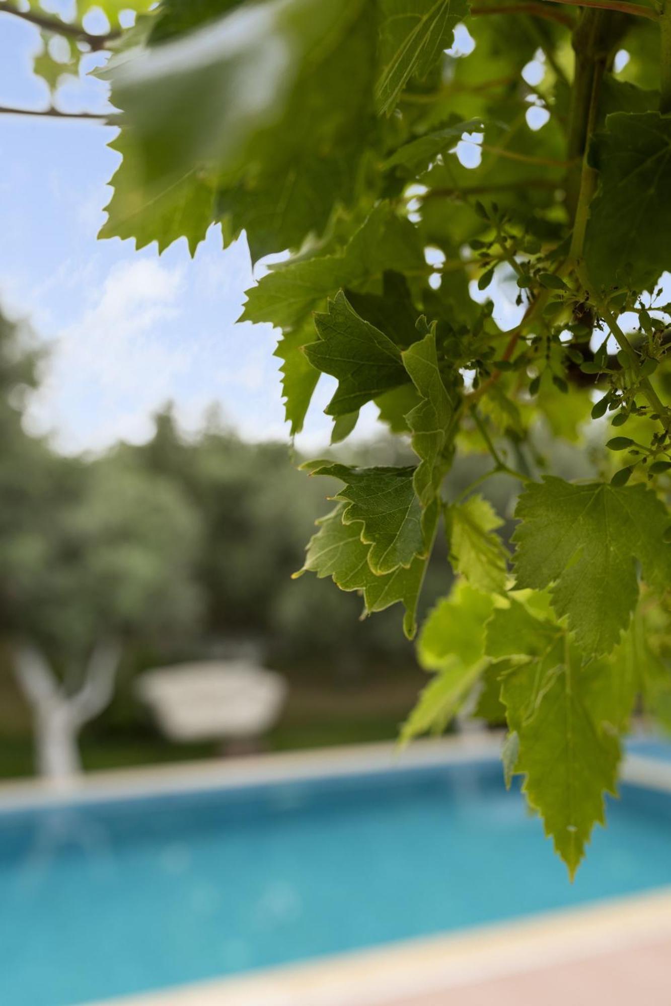 Grape Datca Hotell Kızlanköy Exteriör bild